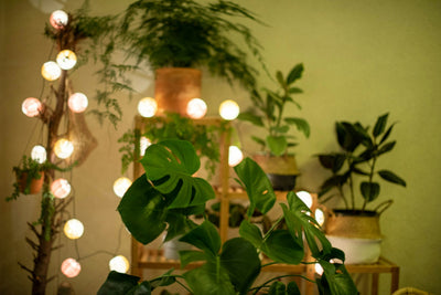 Creative Ways to Use Lighting in Your Garden